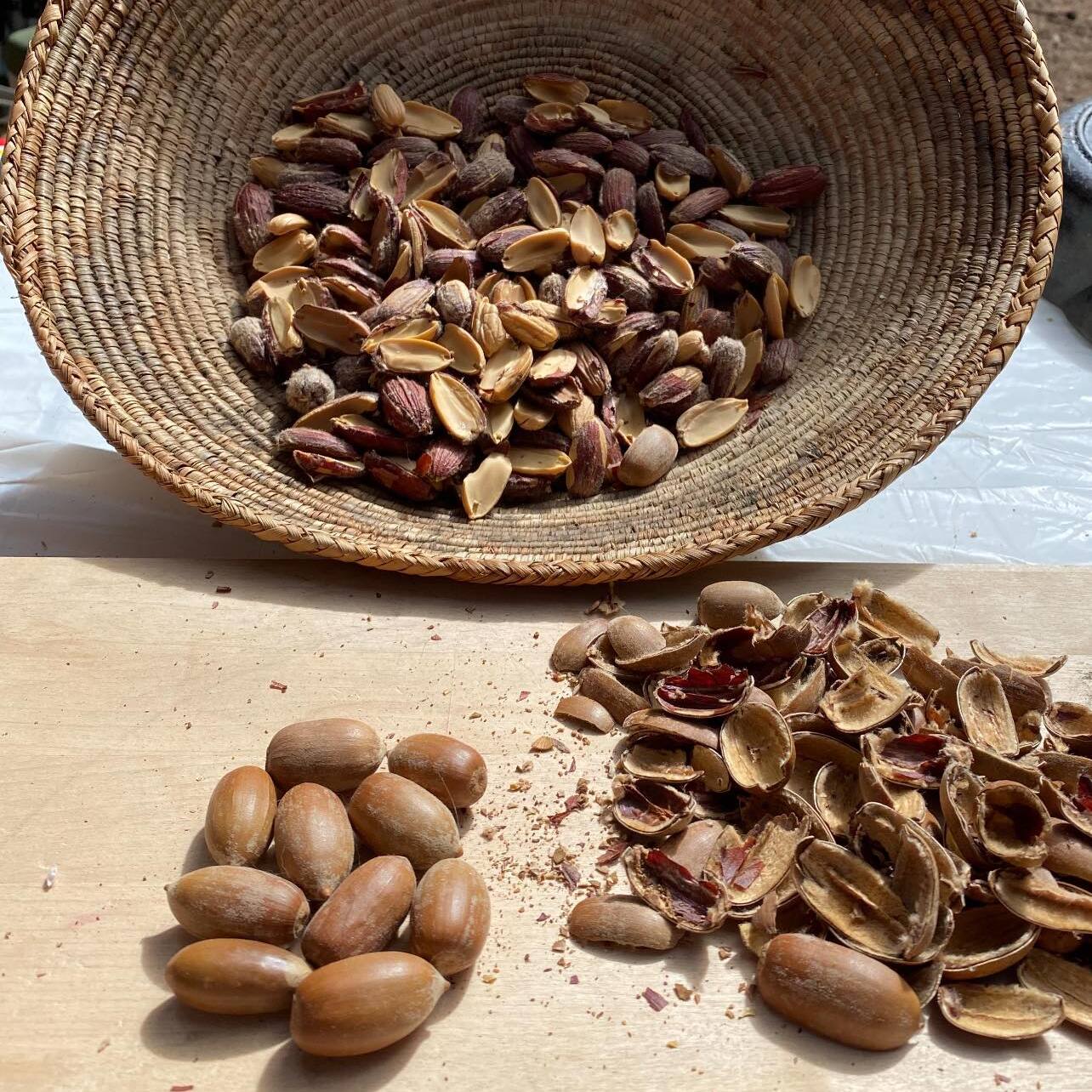 Acorns: Shelling and Skinning with Dana Galloway - logo